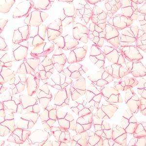 GemDuo 2-Hole Diamond Shaped Bead, Ionic White/Pink, 7.5 grams